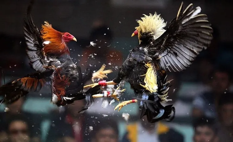 Bí Kíp Chơi Đá Gà Sabong Tại Gold88 Thắng Lớn Từ Các Cao Thủ